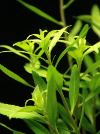 Proserpinaca palustris "Cuba"