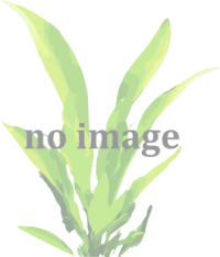 Mix rostlin (zelený štítek)