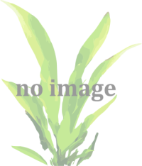 Cryptocoryne pontederiifolia