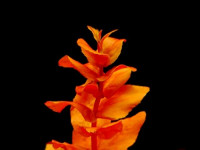 Rotala macrandra subm.