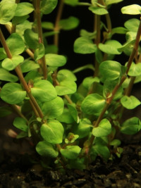 Rotala rotundifolia