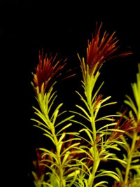 Rotala wallichii