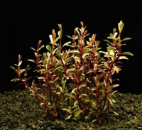 Rotala russila