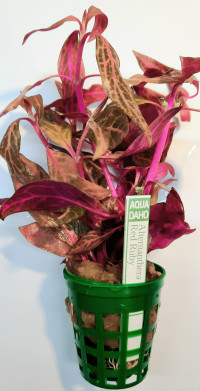 Alternanthera rein. "Red Ruby"