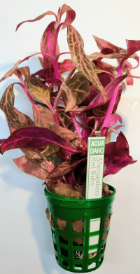 Alternanthera rein. "Red Ruby