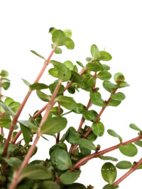Rotala blood red Singapore
