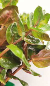 Rotala macrandra em.