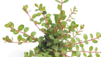 Rotala sp. "Yao Yai"