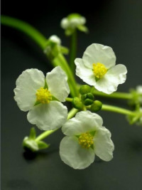 Sagittaria platiphylla