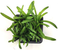 Sagittaria subulata