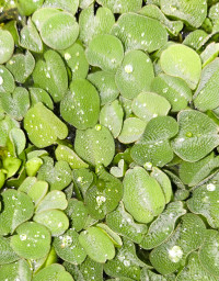 Salvinia auriculata  - box