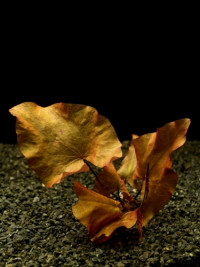 Tiger lotus red -hlíza (Nymphaea Zenkeri) 