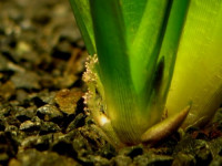 Vallisneria asiatica