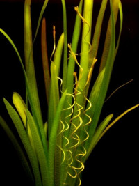 Vallisneria gigantea