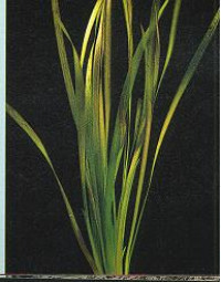 Vallisneria spiralis red