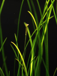 Vallisneria americ. var. natans