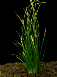 Vallisneria spiralis