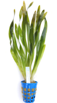 Vallisneria americ.var. americana