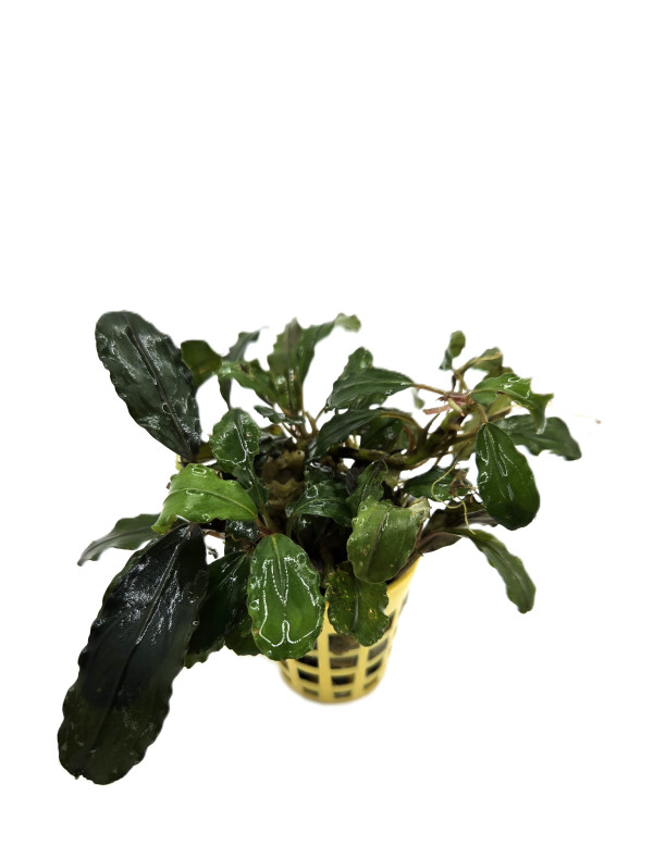 水草 BUCEPHALANDRA Nanga Pino Super Blue Bucephalandra sp. Nanga Pinoh Super Blue :) A rare Buce with