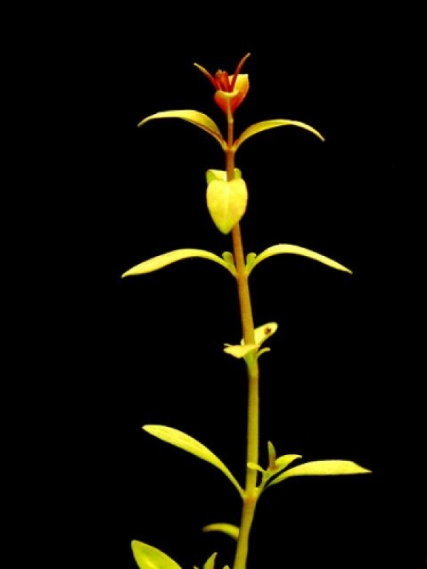 ludwigia arcuata all plants